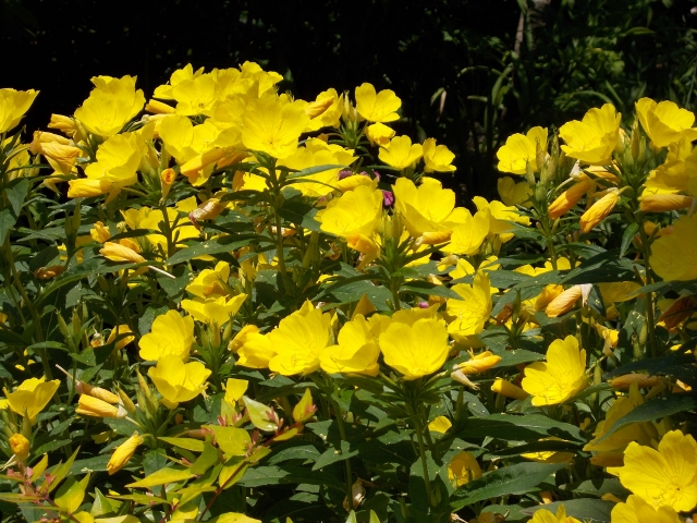 A friend gave me my first Missouri primrose, which I then shared with Susan and so many others. When I lost it, I gathered rosettes from Susan, who was throwing them out and they've been running wild ever since