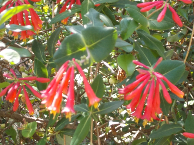 It took years before this native honeysuckle thrived. It drapes over a white quince 