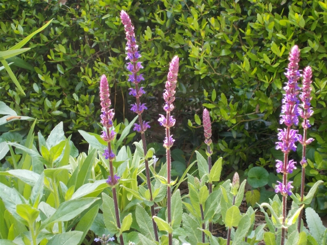I love salvia, but it doesn't like our heavy wet soil. So far this one is trying, but it is too young to call it a true survivor