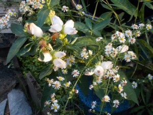 Roadside escapees taking refuge in our garden, these starry asters complement fall plants