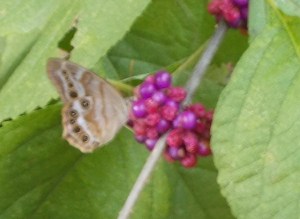 At least a butterfly finds them pleasing, probably a satyr