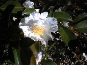 Camellia sasanqua 'Setsugeki' strong and healthy here, one is actually a tree