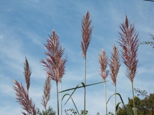 A roadside grass that aways dazzled me in sunshine. I found it at a native nursery, now it oves our ditc