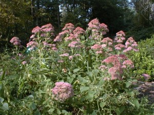 Joepyeweed during August