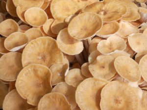 Fresh from last night, happy on an old tree stump