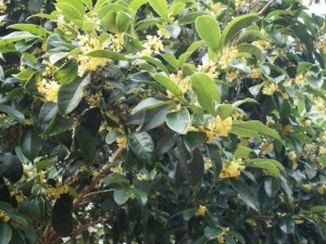 Thousands of Osmanthus fragrans blooms, inconspicuous but heady