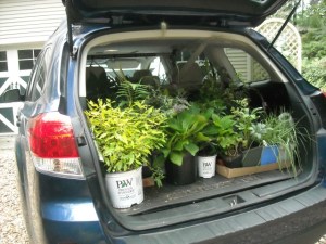 Photos of the car,but none of Ranger hauling hundreds of plants 