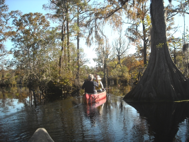 A leisurely paddle in one of the most scenic places in North Carolina, Merchants Millpond State Park. Ranger stayed behind in the parking lot